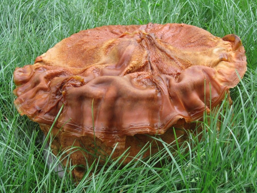 肉灵芝（太岁）是什么