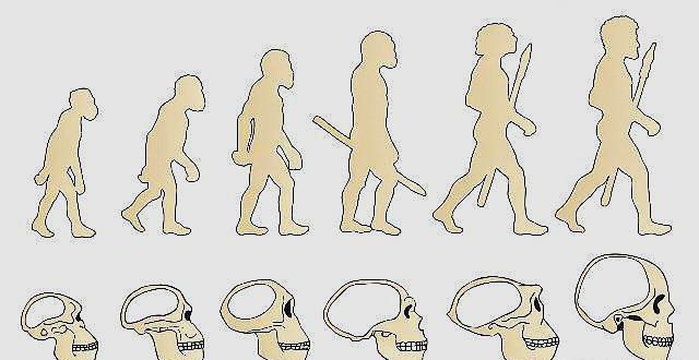 人类起源之海猿说