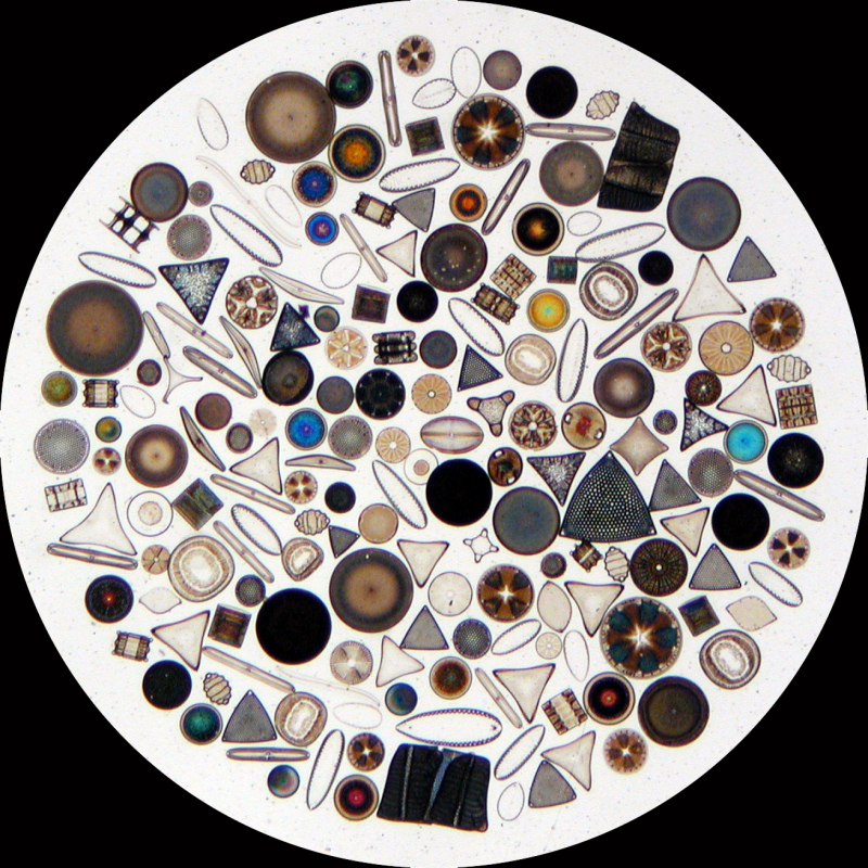 地球上最接近硅基生命的生物之硅藻