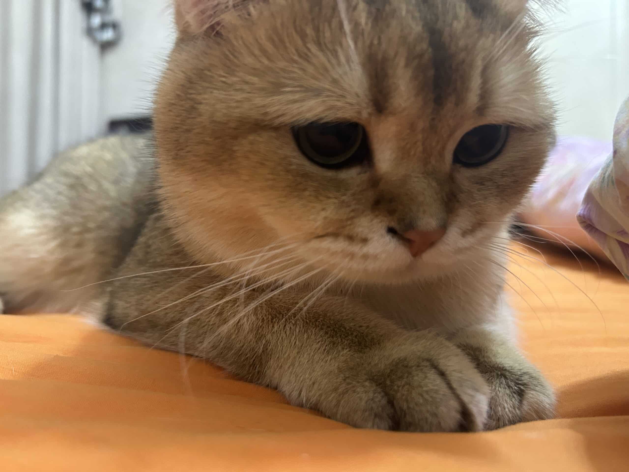猫的脚底为什么会那么臭！？
